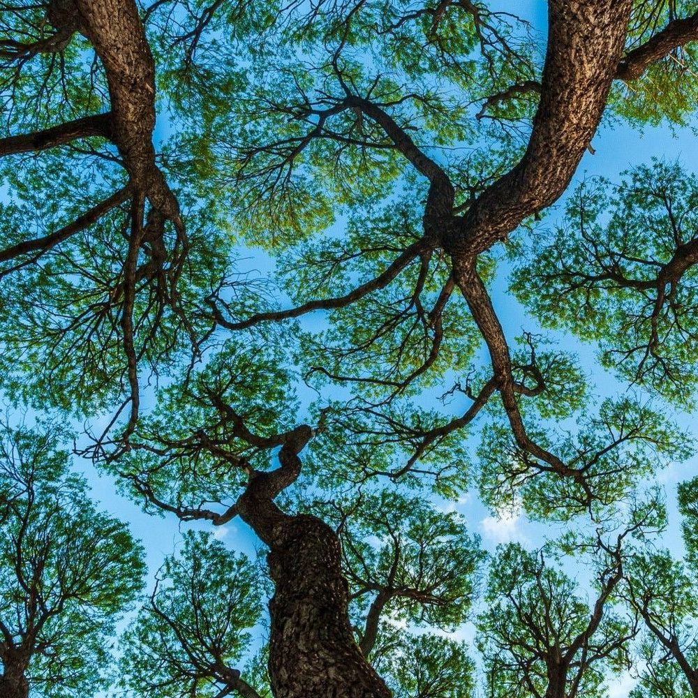 Abbondanza alimentare e rigenerazione dell’ecosistema: “L’agroforestazione, una strada per ridare ricchezza alla terra e gusto a ogni tavola” - Apulian Store