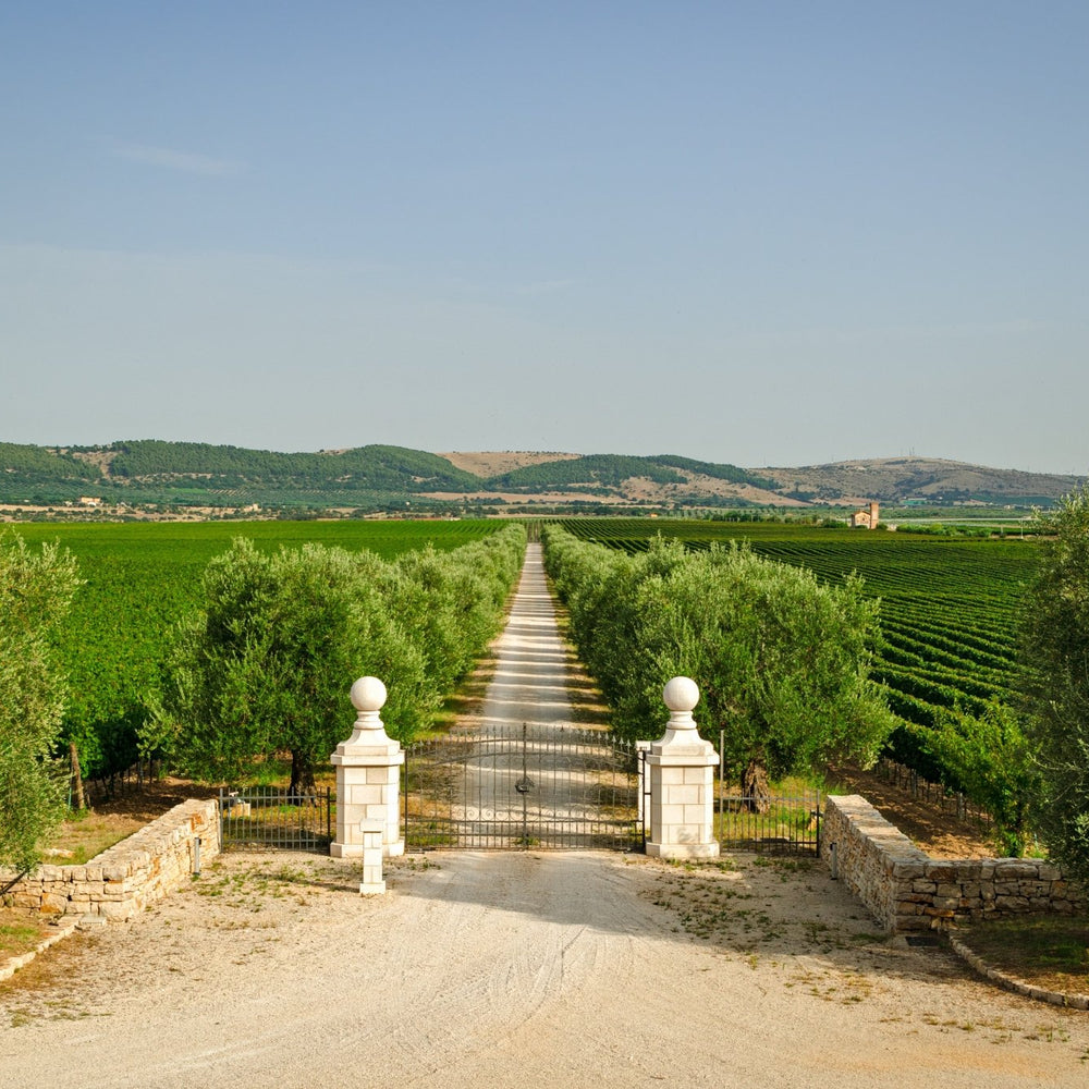 Il vino e la sua storia: il primato pugliese racconta l’eccellenza dei sapori - Apulian Store