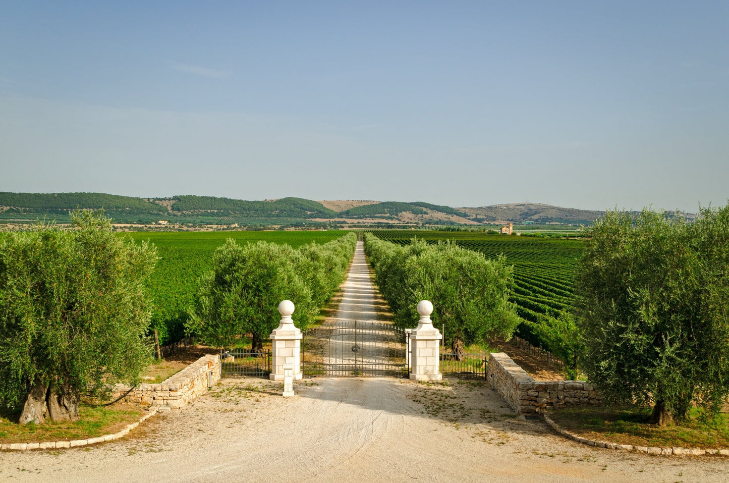 Il vino e la sua storia: il primato pugliese racconta l’eccellenza dei sapori - Apulian Store