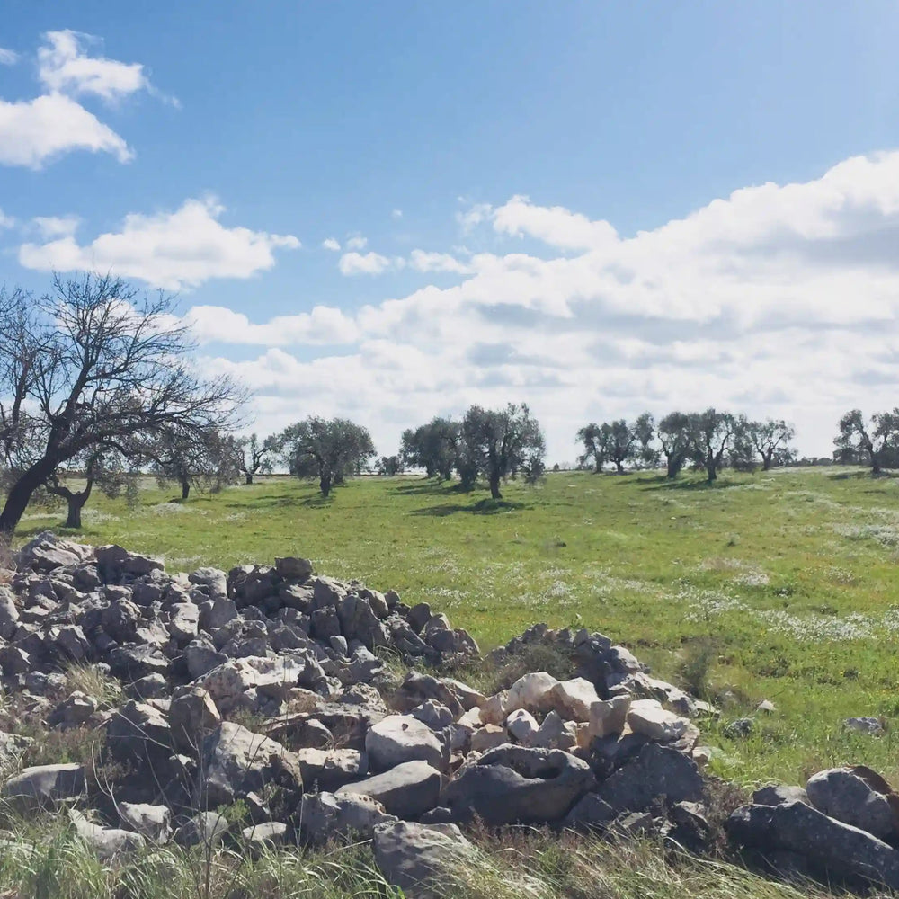 Olio extravergine d’oliva: passione di gusto e sostenibilità - Apulian Store