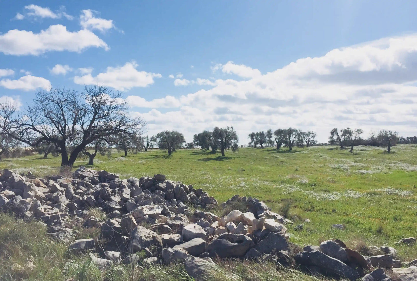 Olio extravergine d’oliva: passione di gusto e sostenibilità - Apulian Store