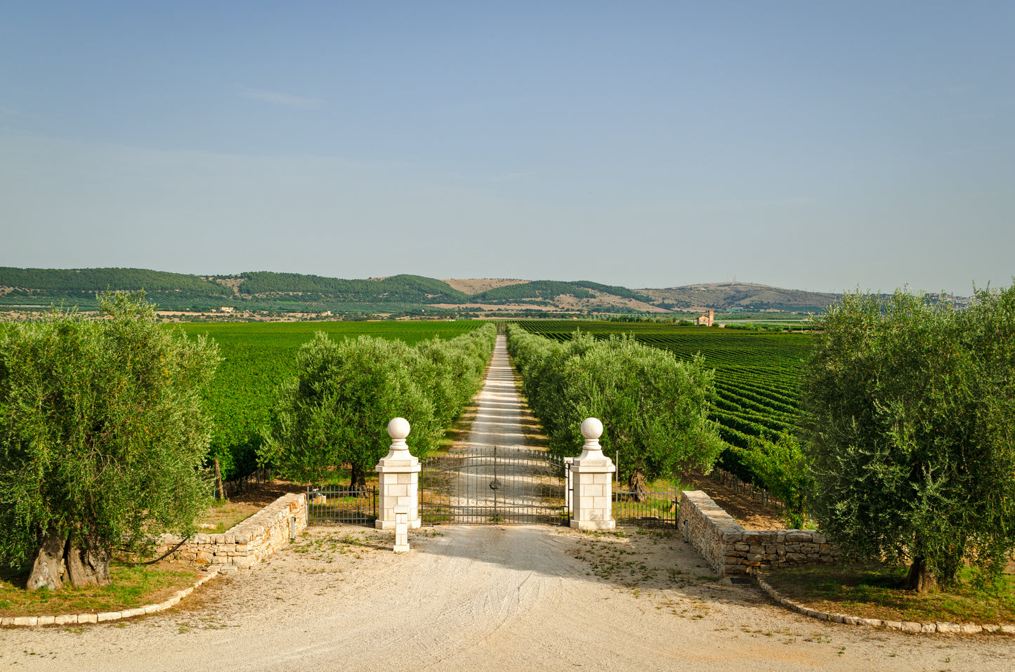 Collezione di Vini e Liquori Pugliesi