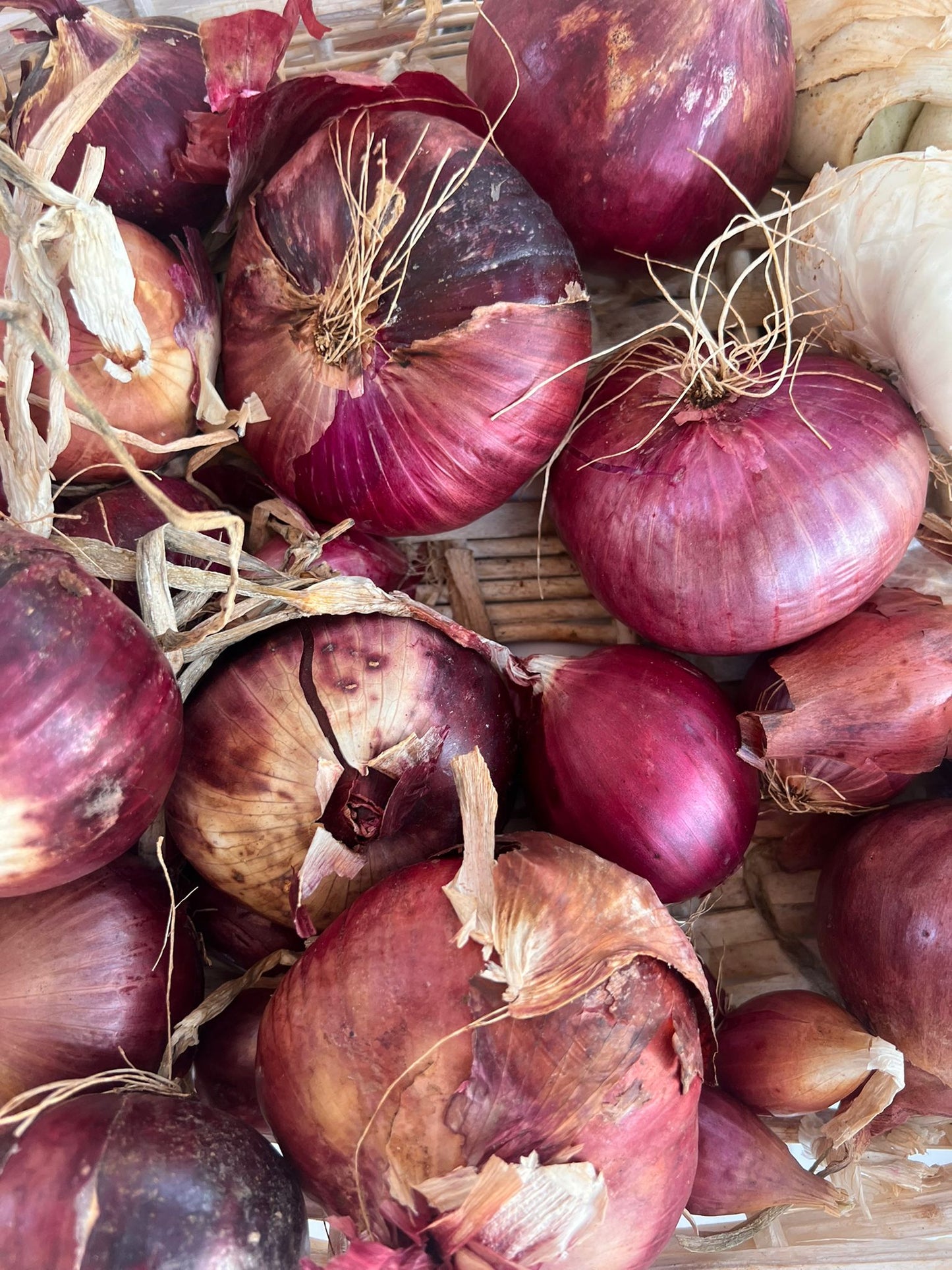 Cipolle Rosse - Apulian Store - _wf_cus - Drogheria - Km 0