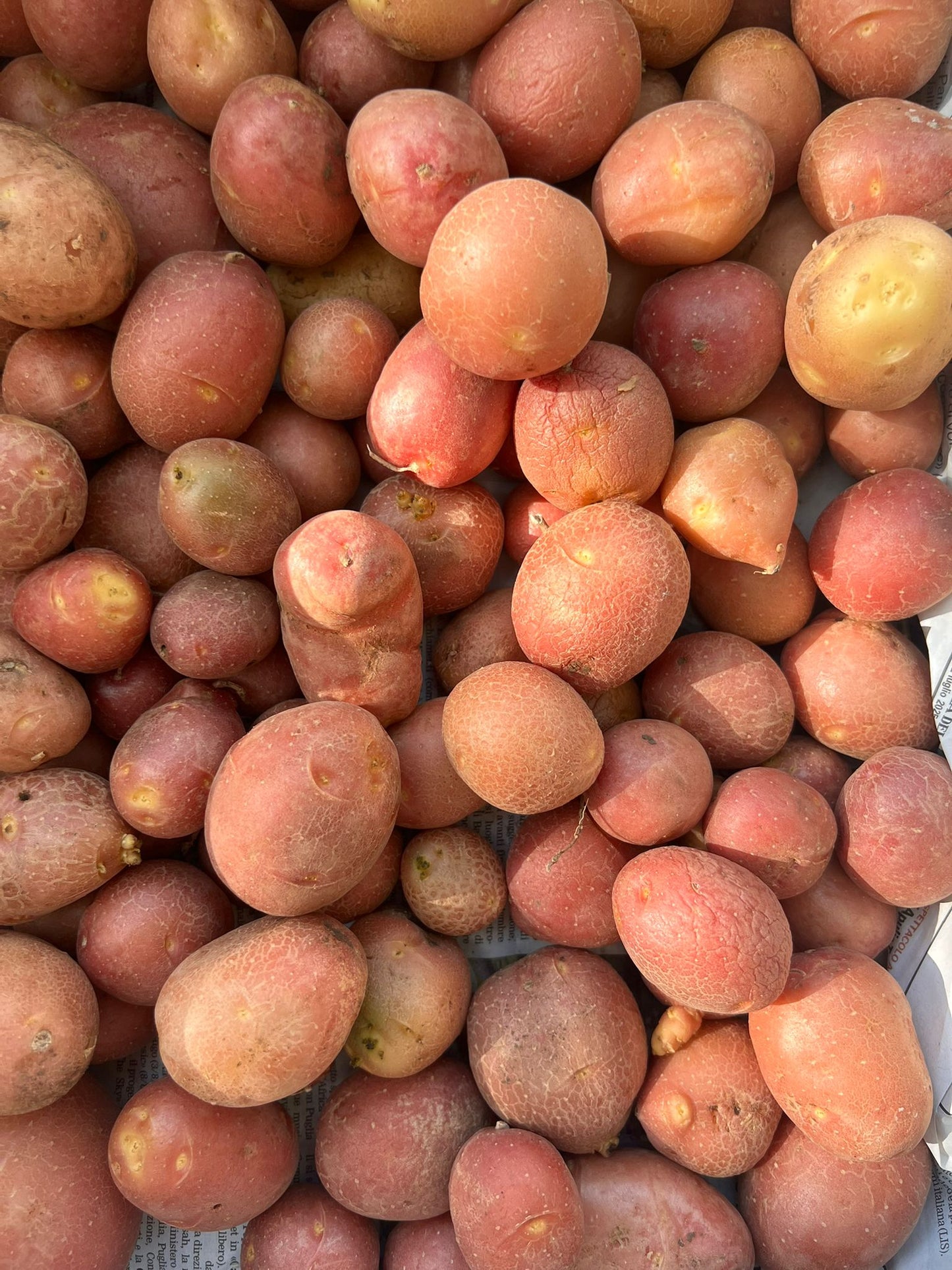 Patate Rosse - Apulian Store - _wf_cus - Drogheria - Km 0