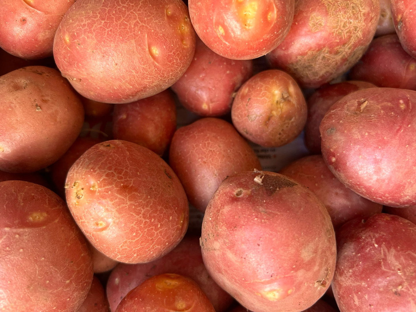Patate Rosse - Apulian Store - _wf_cus - Drogheria - Km 0